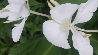 Hedychium coronariumPlant Short YoutubeShort YTShort Flora Fauna Flower Nature Garden Stem [upl. by Ydnat18]