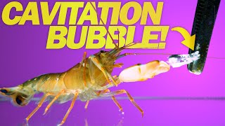 Snapping Shrimp Attacks at 11000 fps  CAVITATION BUBBLES [upl. by Aerb]