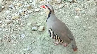 Chakor Partridge Voice  Chakor ki Awaz [upl. by Biles]