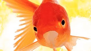 LHistoire du POISSON ROUGE  not clickbait [upl. by Hacissej]