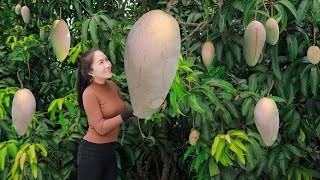 Harvesting PINK MANGO and goes to the market sell  cooking  Vietnamese Harvesting [upl. by Phoebe]