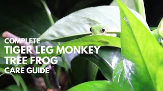 Complete Tiger Leg Monkey Tree Frog Care Guide [upl. by Phelgen628]