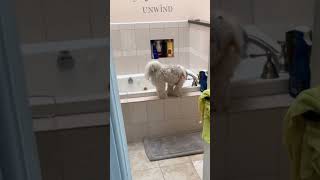 Leo the Shichoncute puppy shichon chicago dog dogs funny [upl. by Ardnoet]