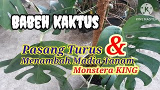 Memasang Turus amp Menambah Media Tanam MONSTERA KING [upl. by Adriana]