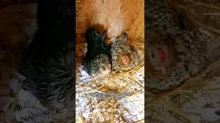 Very Cute Broody Bantams broodyhen [upl. by Gabriell]