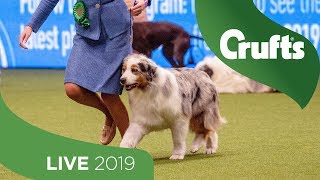 Crufts 2019 Day 3  Part 1 LIVE [upl. by Evy940]