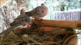 Mourning Dove Family  Part 1 Nesting laying and egg care [upl. by Eessac]