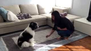 Porter masters Dog Obedience Training 1 Polish Lowland Sheepdog [upl. by Allit547]