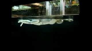 SWUMANOID Swimming Humanoid robot [upl. by Rratsal4]