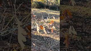 Have you guys been luck enough to see one of these rare piebald deer nature deerhunt wildlife [upl. by Kallick]