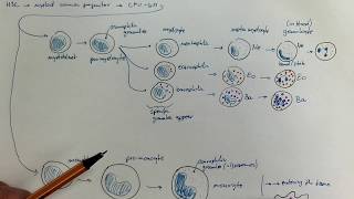 0804Granulopoiesis and monopoiesis [upl. by Ylrebme730]