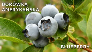 Borówka amerykańska  cykl rozwojowy  Borówka wysoka  Blueberry  growing life cycle  Timelapse [upl. by Eca649]