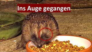 Wunderschöner neuer Igel mit Klitschauge 3006  01072023 [upl. by Nytsirhc156]