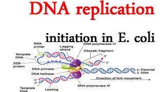 DNA replication initiation in E coli [upl. by Arrotal]