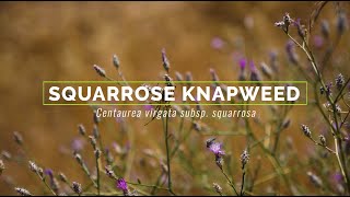 Squarrose Knapweed [upl. by Anahsit]