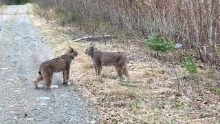 Two Lynx in Ontario Have Intense Conversation [upl. by Ardnu]