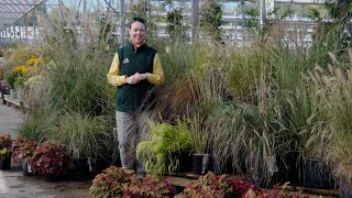 PETITTI A Guide to Perennial Ornamental Grasses  10 Types to Grow [upl. by Naened]