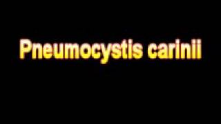 What Is The Definition Of Pneumocystis carinii Medical School Terminology Dictionary [upl. by Girhiny763]