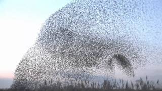 amazing starlings murmuration full HD wwwkeepturningleftcouk [upl. by Merkle]