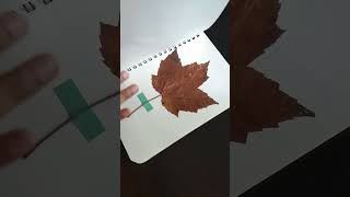 My Collections of Maple Leaf  Canada colorfularts artistpainting arts mapleleaves canada [upl. by Euqinom]