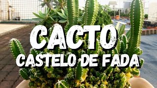 Cacto Castelo de Fada Tudo Sobre Essa Planta [upl. by Assin]