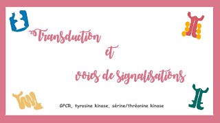 Transduction et voies de signalisations GPCR tyrosine kinase Système endocrine [upl. by Aerdnwahs]