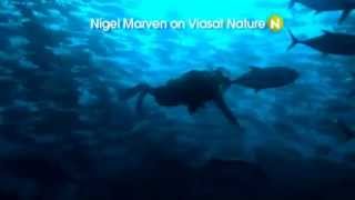 Nigel Marven on Viasat Nature CEE promo [upl. by Anivas735]