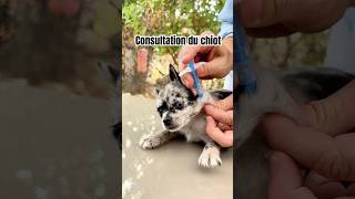 2 ÉTAPES CLES  VACCINATION ET PUCAGE DU CHIOT 🐶 vet chiot puppy vaccination identification [upl. by Anelahs]