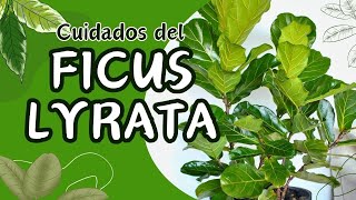 Cuidados del Ficus Lyrata en maceta Aprende a cultivar esta hermosa planta como un experto [upl. by Keryt]