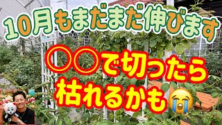 まだまだ伸びます【つるバラ•シュラブ】爆発中の枝困った💦たー薔薇ガーデンの様子も紹介🌹 [upl. by Llovera]