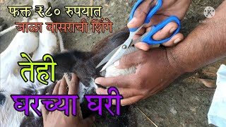 वासराची शिंगे 🐄जाळण्याची अगदी सोप्पी पद्धत घरच्या घरी  easy way to dehorning of the calf At Home [upl. by Ilahtan]