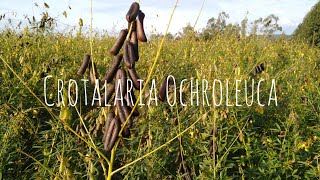 CROTALÁRIA OCHROLEUCA pasto apícola e redução dos Nematoides do solo [upl. by Eerolam]