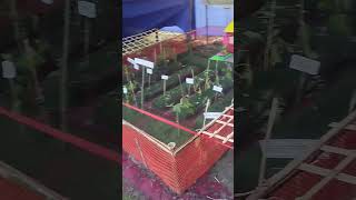 plants seedplanting seeds shortvideo [upl. by Aurelius114]