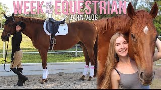 WEEK IN THE LIFE OF AN EVERY DAY EQUESTRIAN [upl. by Esnofla]