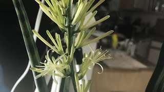 Sansevieria  Rare Indoor Flower Timelapse [upl. by Ana]