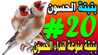 اروع بتبتات الحسون افضل 20 بتبتة برية لتحفيز المقنين على الغناء [upl. by Ytnom]