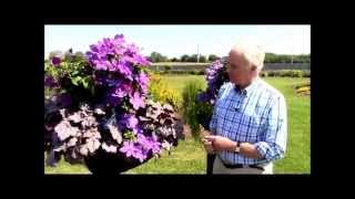 How to grow and look after clematis in containers [upl. by Irik]