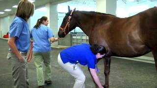 Equine Hospital Tour at the University of Tennessee Veterinary Medical Center [upl. by Gean]