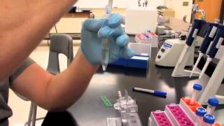 How to Make an Acrylamide Gel for Electrophoresis [upl. by Eesdnyl831]