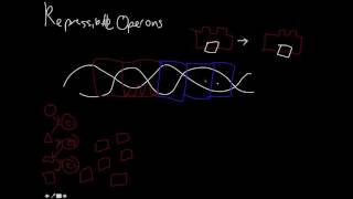 Repressible and Inducible Operons [upl. by Hotze]