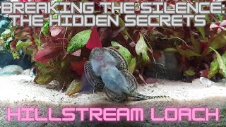 Debunking Old Myths HILLSTREAM LOACH  Lidless aquarium [upl. by Narik]