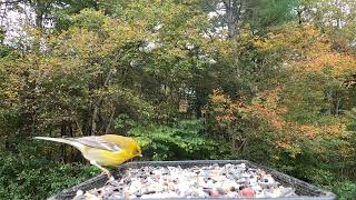 Tufted Titmice Pine Warbler [upl. by Nosna]