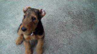 AIREDALE PUPPY AT 12 WEEKS [upl. by Grey]