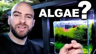 HOW TO STOP ALGAE why I dont have any  MD FISH TANKS [upl. by Peedus]