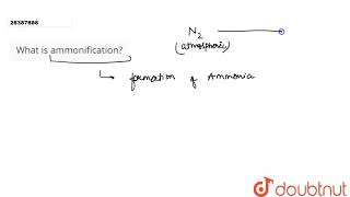 What is ammonification [upl. by Lukin221]