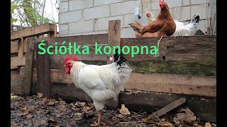 Ściółka konopna dla moich kur i kaczek 🐔 co mnie przekonało  countrylife [upl. by Rodger929]