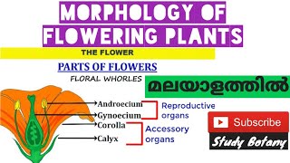 THE FLOWER  PARTS SYMMETRY BRACT MORPHOLOGY OF FLOWERING PLANTS PLUS ONE BIOLOGY MALAYALAM7 SB [upl. by Pauwles]