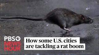 WATCH Rats are on the rise Here’s what cities are doing about it [upl. by Carolann]