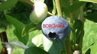 BORÓWKA AMERYKAŃSKA UPRAWA [upl. by Sabella]