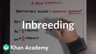 Inbreeding  Biomolecules  MCAT  Khan Academy [upl. by Ahsram]